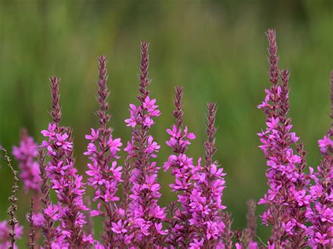 purple-loosestrife-flowers | National Railroad Contractors Association