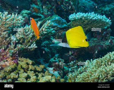 Longnose Butterflyfish Forcipiger Longirostris Feeding On Coral Reef