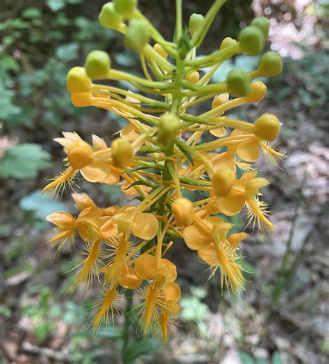 Orange Fringed Orchid in the Blue Ridge today : r/Wildflowers