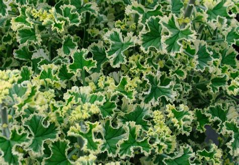 Houseplant Pelargonium Crispum Variegatum Aka French Lace And