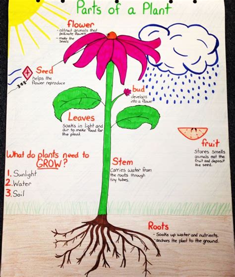 Parts Of A Plant Anchor Chart Plants Anchor Charts Parts Of A Plant