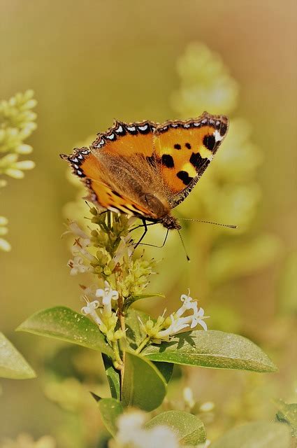 Natureza Borboleta Insetos Foto Gratuita No Pixabay Pixabay