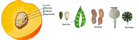 putovnica voziti Skinuti se formacion del fruto en las plantas osigurač