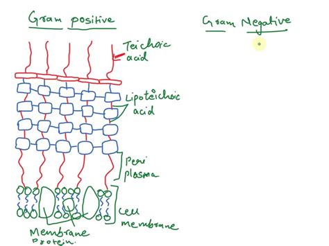 SOLVED: Examine the following illustrations of . Gram-negative and Gram ...