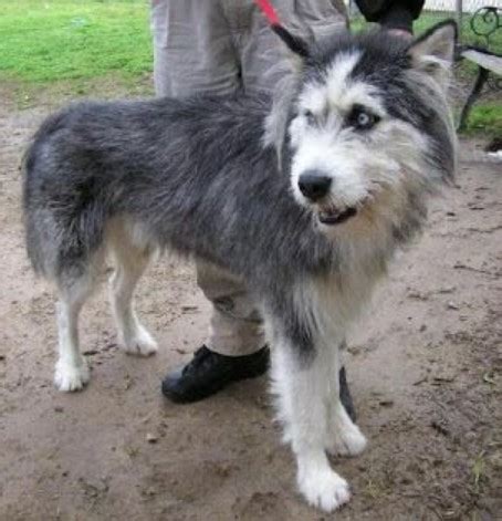 13 Irish Wolfhound Mix Breeds – The Popular and Adorable Hybrid Dogs | PetPress