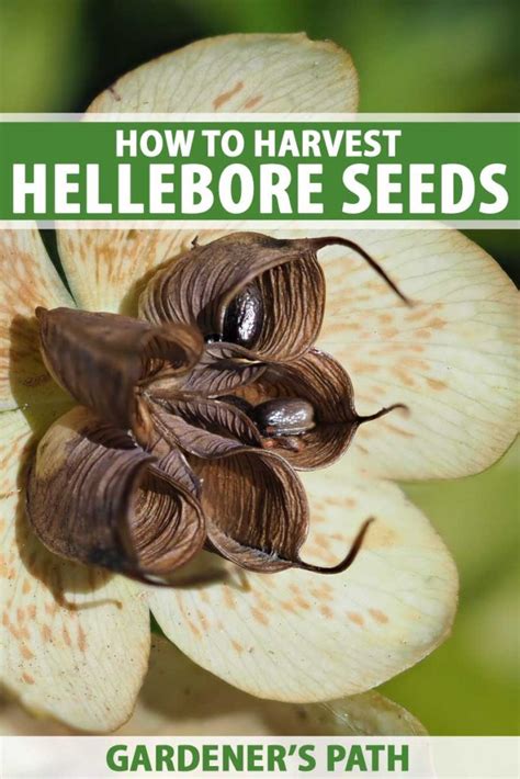 How To Grow Hellebores From Seed Gardeners Path