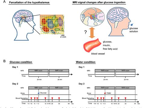 Figure 1 From Functional Subdivisions Of The Hypothalamus Using Areal