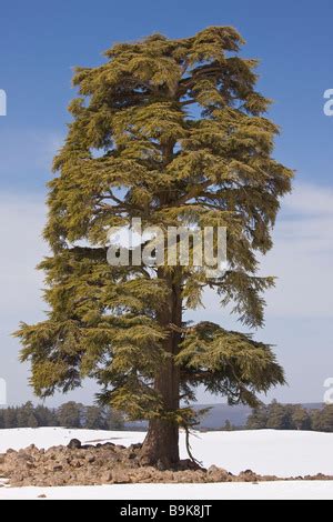 african cedar cedrus atlantica tree  evergreen tree  green pine