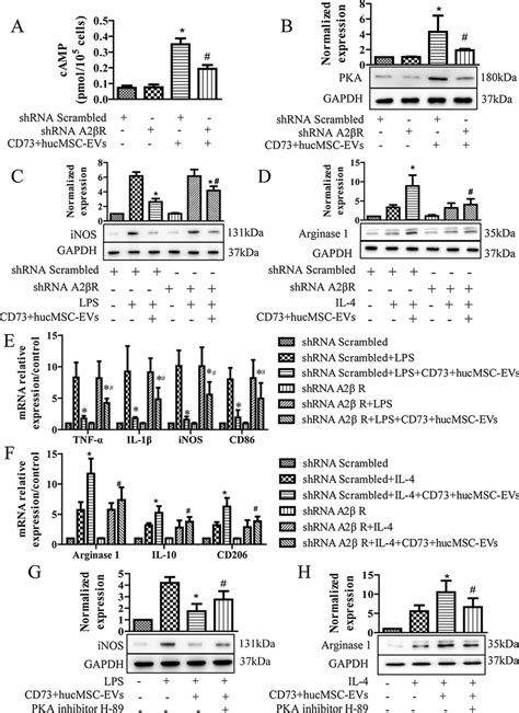 A2br Knockdown Cells And Pka Inhibitor Reverse The Stimulatory Effect Download Scientific