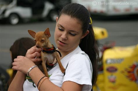 The Pros & Cons Of Teacup Chihuahuas | First Time Dog Owners Guide