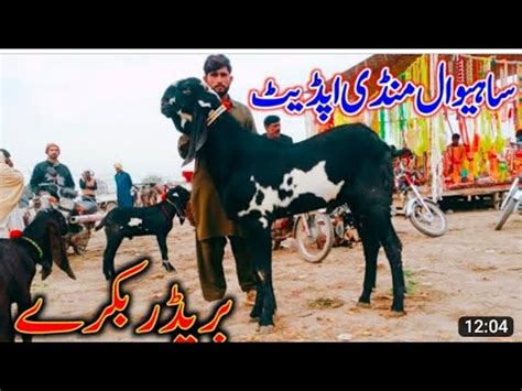 Bakra Mandi Sahiwal Me Top Class Bareedar Bakrye Naveed