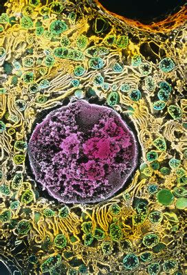 Coloured SEM Of A Liver Cell Hepatocyte Stock Image P530 0103