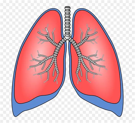 human lungs clip art 10 free Cliparts | Download images on Clipground 2025