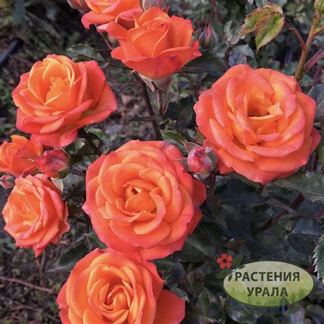Розы Оранж Бейби спрей (Orange Baby spray)