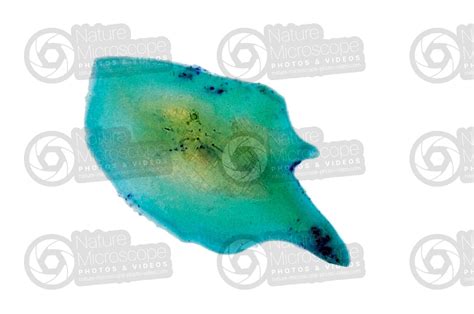 Ganoid scale - Scales - Fishes - Integumentary system - Comparative ...