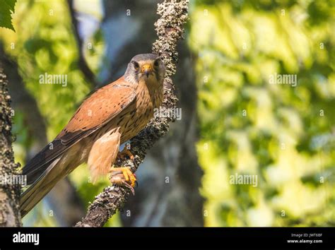 Male Common Kestrel Falco Tinnunculus Sitting In A Birch Tree With A