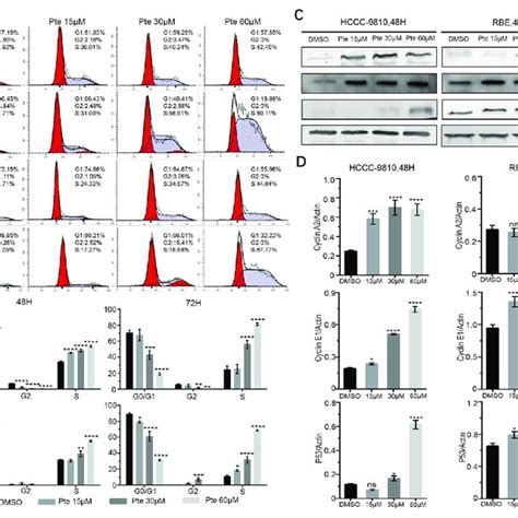 Pterostilbene Induces S Cell Cycle Arrest In Cholangiocarcinoma