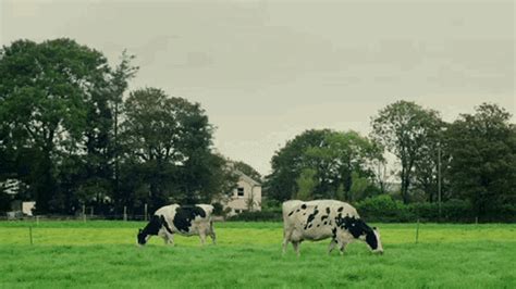 Kerrygold Farm  Kerrygold Farm Cows Discover And Share S