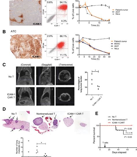 Autologous Icam 1 Car T Cells Are Effective In Reducing Tumor Burden In