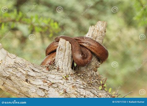 Indian Red Sand Boa Snake Royalty-Free Stock Photo | CartoonDealer.com #57071733