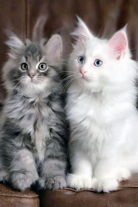 Maine Coon Kittens are so fluffy and cute : r/SupermodelCats