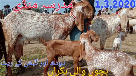 Madrasa Bakra Mandi Makhi Cheeni Goat For Sale 2020 Madrasa Mandi