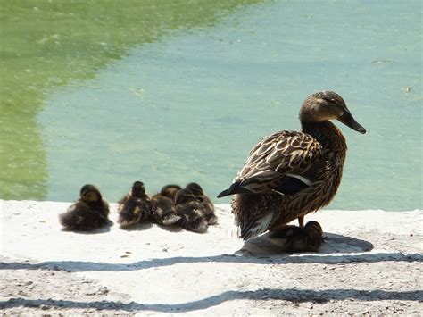 Утка мама и утята - Фото Дом Солнца. Серийное фото 8