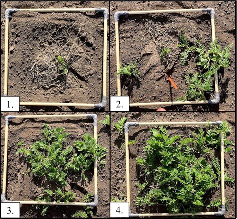 Assessment Of Diverse Cicer Milkvetch Astragalus Cicer L Germplasm