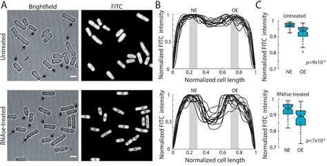 Figures And Data In Variations Of Intracellular Density During The Cell