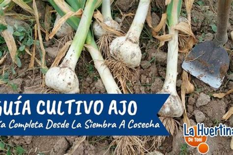 Cosecha De Cebolla T Cnicas Y Consejos Para Obtener Una Cosecha