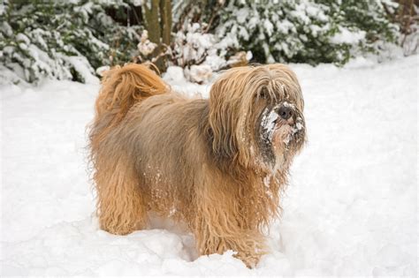 Terrier Tib Tain Caract Re Alimentation Soins