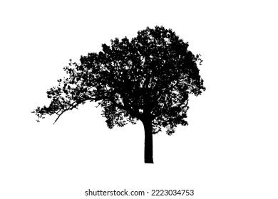 Tree Silhouette On White Background Stock Illustration 2223034753 ...