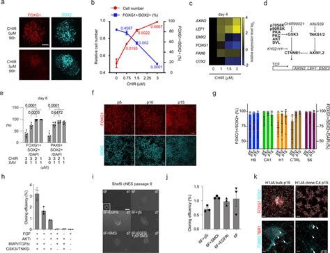 Low CTNNB1 Activity Maintains Cortical Specification Of CNESCs A GSK3