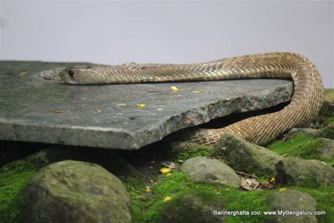 Bannerghatta Zoo - Snake