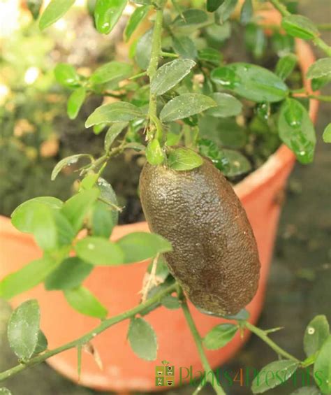 Australian Finger Lime Citrus Trees Delivered As Gifts