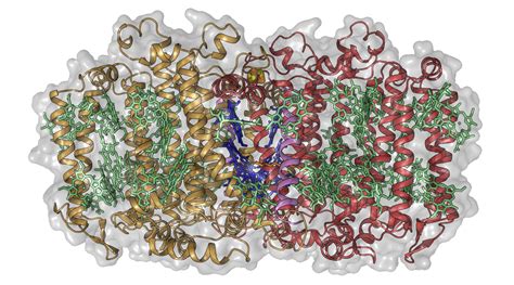 Exploring the Roots of Photosynthesis in a Soil-Dwelling Bacterium