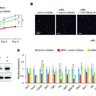 Normalization Of MiR 124 3p Expression Restores AtRA Induced Cell