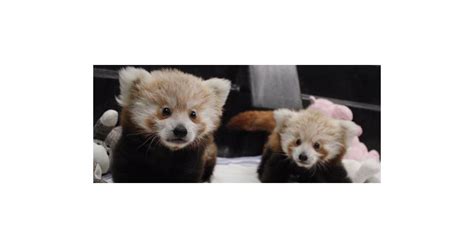 Baby Red Panda Twins | POPSUGAR Pets