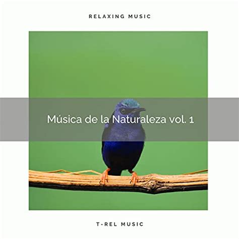 Amazon Music Sonido Del Bosque Y Naturaleza Pajaros Tropicales