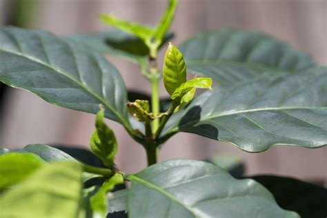 Scientists find common genes defending coffee plants against