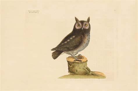 Catesby Vol 1 Pl 7 The Little Owl By Oppenheimer Editions The