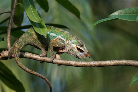 Free photo: Panther Chameleon, Food, Eat - Free Image on Pixabay - 1160970