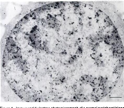 Figure 1 From Assessment Of Cell Cycle Associated Antigen Expression