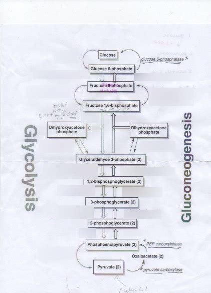 Glycolysis Enzymes Diagram Quizlet