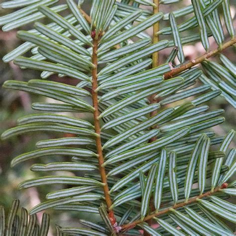 Abies Grandis Grand Fir 10000 Things Of The Pacific Northwest