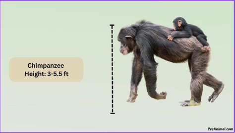 Chimpanzee Size: How Big Are They Compared To Others?