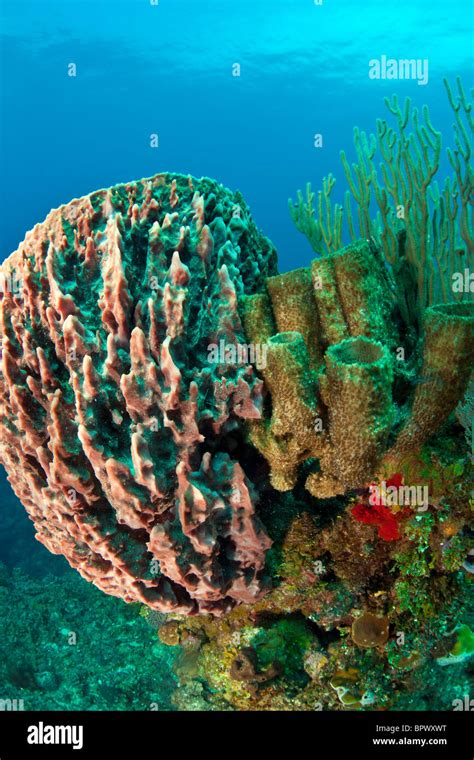 Underwater Coral reef with large barrel sponge Stock Photo - Alamy