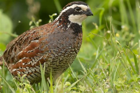 Northern Bobwhite Great Bird Pics