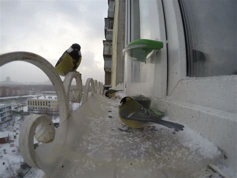 Птички синички | Пикабу