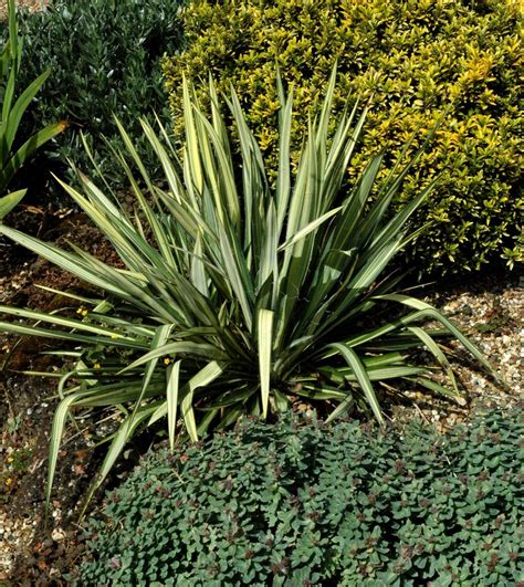 Plante Yucca Exterieur